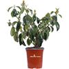 eGarden.store pianta di Viburno Lucido pianta da esterno pianta vera ornamentale da siepe