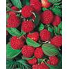 eGarden.store pianta di Lampone o pianta di frutti di bosco pianta da esterno pianta da frutto