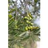 eGarden.store pianta Ulivo albero di Olivo varietà dolci da Mensa da mangiare pianta vera