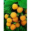 eGarden.store pianta di Lampone o pianta di frutti di bosco pianta da esterno pianta da frutto