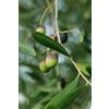 eGarden.store pianta di Ulivo albero Olivo varietà da olio età pianta due anni pianta vera