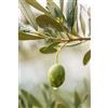 eGarden.store pianta di Ulivo albero Olivo varietà da olio età pianta due anni pianta vera