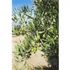 eGarden.store pianta di Ulivo albero Olivo varietà da olio età pianta due anni pianta vera