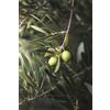 eGarden.store pianta Ulivo albero di Olivo varietà dolci da Mensa da mangiare pianta vera