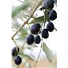 eGarden.store pianta Ulivo albero di Olivo varietà dolci da Mensa da mangiare pianta vera