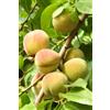 eGarden.store Pianta di Pesco o Pesca Albero da frutto Mix varietà albero da vaso albero vero