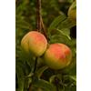 eGarden.store Pianta di Percoco albero di Percoca albero di Percocca da frutto pianta vera
