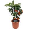 eGarden.store pianta di lima rossa nana pianta di limetta rossa nana albero nano da vaso vero