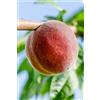 eGarden.store Pianta di Pesco o Pesca Albero da frutto Mix varietà albero da vaso albero vero