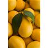 eGarden.store pianta di Limone Meyer pianta di Citrus x Meyery Fitocella pianta di agrume vera