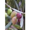 eGarden.store pianta di Ulivo albero Olivo varietà da olio età pianta due anni pianta vera