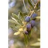 eGarden.store pianta di Ulivo albero Olivo varietà da olio età pianta due anni pianta vera