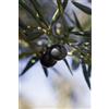 eGarden.store pianta di Ulivo albero Olivo varietà da olio età pianta due anni pianta vera