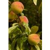 eGarden.store Pianta di Percoco albero di Percoca albero di Percocca da frutto pianta vera