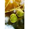 eGarden.store pianta Ulivo albero di Olivo varietà dolci da Mensa da mangiare pianta vera