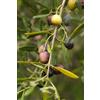 eGarden.store pianta Ulivo albero di Olivo varietà dolci da Mensa da mangiare pianta vera