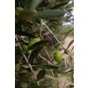 eGarden.store pianta di Ulivo albero Olivo varietà da olio età pianta due anni pianta vera