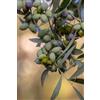 eGarden.store pianta di Ulivo albero Olivo varietà da olio età pianta due anni pianta vera