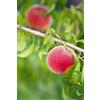 eGarden.store Pianta di Pesco o Pesca Albero da frutto Mix varietà albero da vaso albero vero