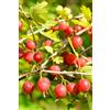 eGarden.store pianta da frutto in vaso di uva spina frutto rosso o bianco o verde v17