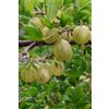eGarden.store pianta da frutto in vaso di uva spina frutto rosso o bianco o verde v17