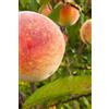 eGarden.store Pianta di Percoco albero di Percoca albero di Percocca da frutto pianta vera