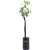 eGarden.store Pianta di Limone varietà Limetta Romana Albero vero Limetta età 2 anni fitocella