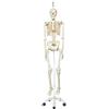 3B Scientific A10/1 Scheletro Stan su Cavalletto in Metallo con 5 Rotelle + software 0 di anatomia - 3B Smart Anatomy