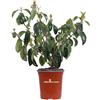 eGareden.store Pianta di Viburnum Lucidum Viburno Lucido pianta vera siepe da giardino in vaso