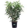 eGareden.store Pianta di Viburnum Lucidum Viburno Lucido pianta vera siepe da giardino in vaso