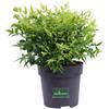 eGarden.store Pianta di Nandina Domestica Lemon Lime pianta vera da esterno e giardino in vaso