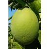 eGarden.store pianta di Pomelo Fitocella albero vero di agrume pianta da frutta età 2 anni