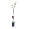 eGarden.store Pianta di Pesco noce albero di Pesca noce Albero da frutto albero vero da frutto
