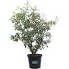 eGarden.store Pianta di Photinia Fraseri Red Robin Fotinia siepe vera ornamentale da esterno
