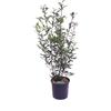 eGarden.store Pianta di Photinia Fraseri Compacta Fotinia pianta vera ornamentale da siepe