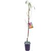 eGarden.store Pianta di Pesco o Pesca Albero da frutto Mix varietà albero da vaso albero vero