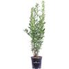 eGarden.store Pianta di Alloro Pianta di Laurus Nobilis pianta ornamentale vera da cucina