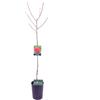 eGarden.store Pianta di Pesco o Pesca Albero da frutto Mix varietà albero da vaso albero vero