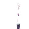 eGarden.store Pianta di Pesco o Pesca Albero da frutto Mix varietà albero da vaso albero vero