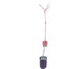 eGarden.store Pianta di Pesco o Pesca Albero da frutto Mix varietà albero da vaso albero vero