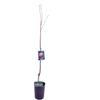 eGarden.store Pianta di Pesco o Pesca Albero da frutto Mix varietà albero da vaso albero vero
