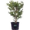 eGarden.store Pianta di Buxus Microphylla Faulkner Bosso pianta vera da siepe ornamentale