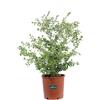 eGarden.store Pianta di Buxus Sempervirens Rotundifolia Bosso pianta vera ornamentale da siepe