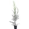eGarden.store Pianta vera di Cipresso Leyland Cupressocyparis Leylandii v.20 cm ornamentale