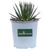 eGarden.store Pianta di Agave pianta succulenta ornamentale grassa vera con spine da esterno