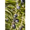 eGarden.store pianta Ulivo albero di Olivo varietà dolci da Mensa da mangiare pianta vera