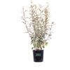 eGarden.store Pianta di Eleagnus X Ebbingei Viveleg piantavera variegata ornamentale da siepe