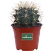 eGarden.store Pianta di Ferocactus cactus globulare pianta grassa vera ornamentale da interno