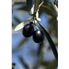 eGarden.store pianta Ulivo albero di Olivo varietà dolci da Mensa da mangiare pianta vera