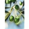 eGarden.store pianta Ulivo albero di Olivo varietà dolci da Mensa da mangiare pianta vera